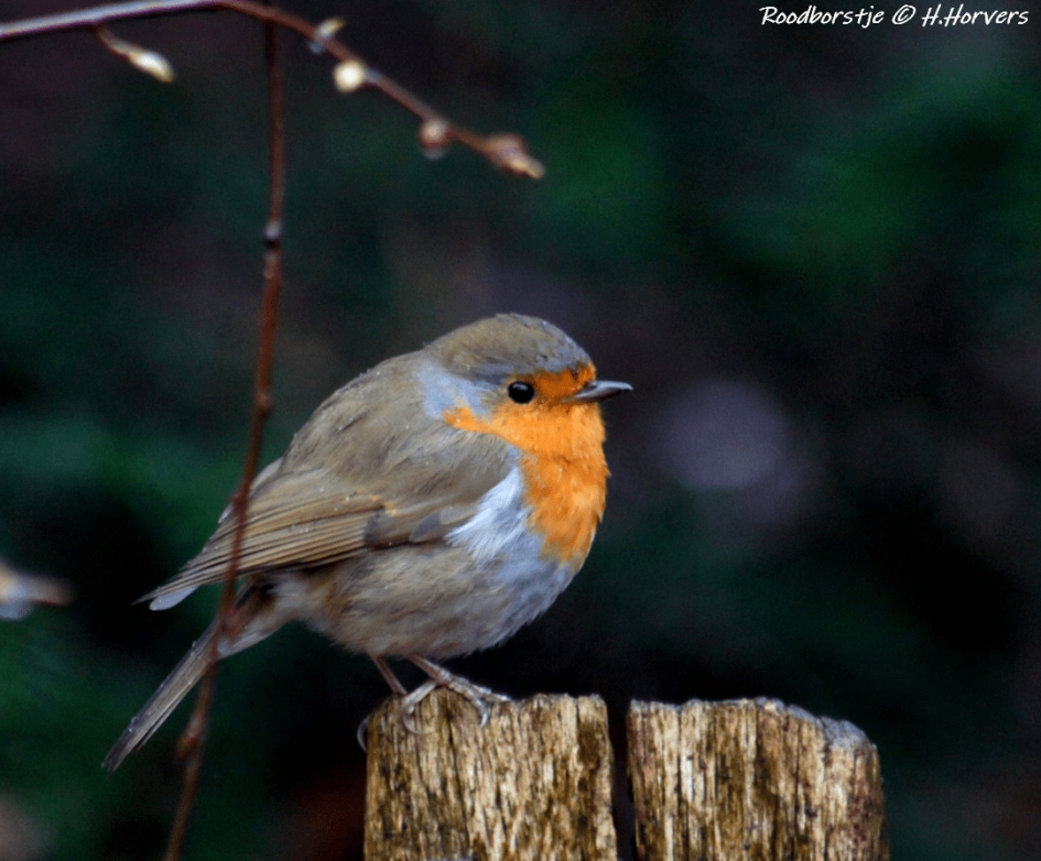 Roodborstje - Vogels - Roodborstje