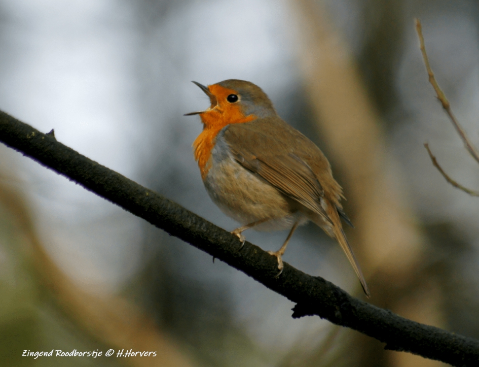 Roodborstje , uit volle borst zingend ... - Vogels - Roodborstje