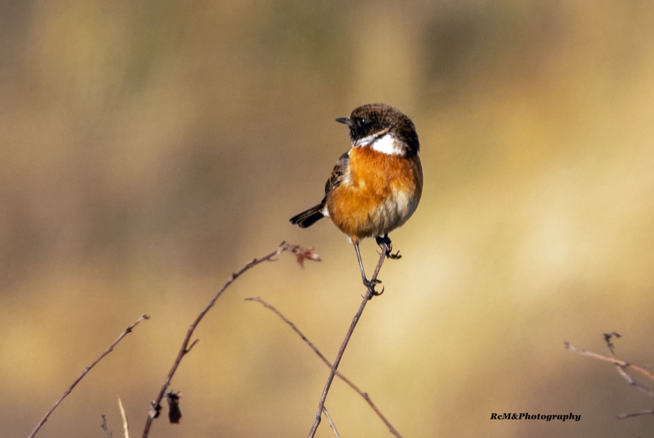 Roodborsttapuit. - Vogels - Roodborsttapuit.