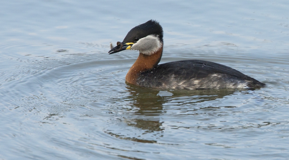 Roodhalsfuut - Vogels - Roodhalsfuut