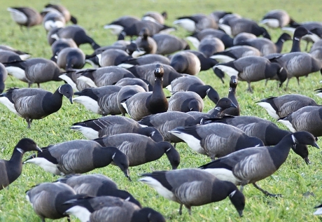 Rot rot rot ..... in de achtertuin 1