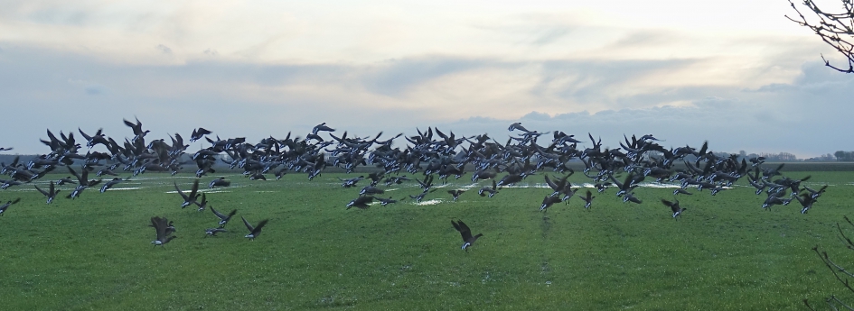 Rot rot rot ..... in de achtertuin 3 - Vogels - Rotgans