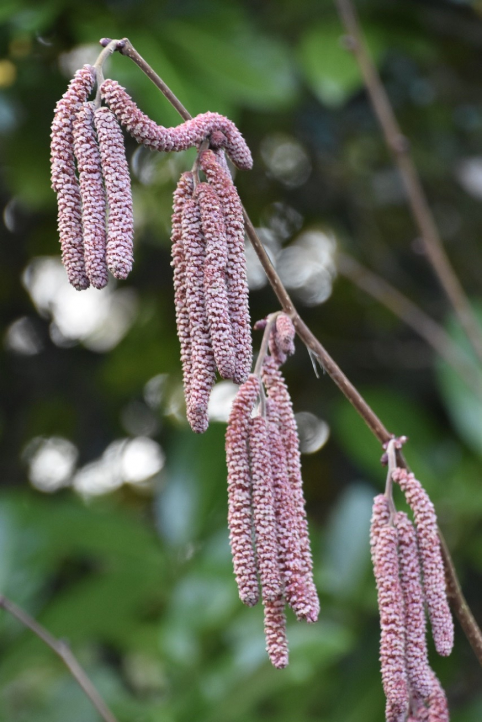 Roze/rode katjes... - Planten - 