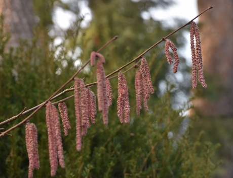 Roze/rode  katjes..