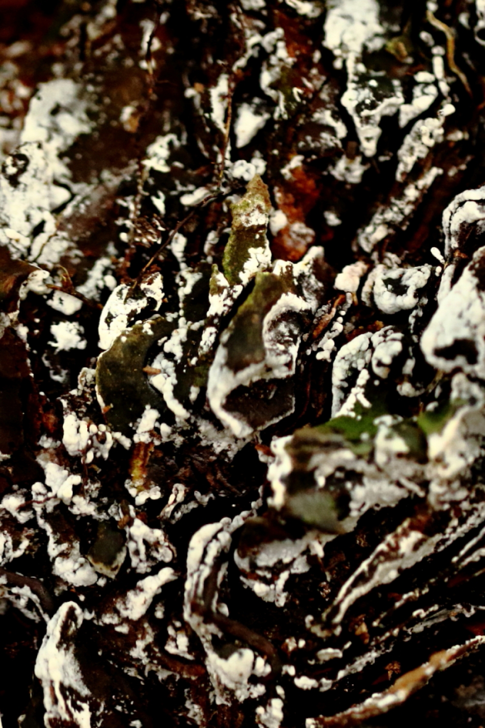 schimmel - Schimmels - 