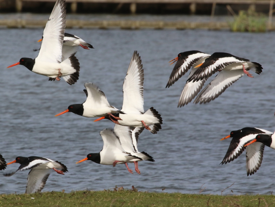 Scholeksters (2) - Vogels - 