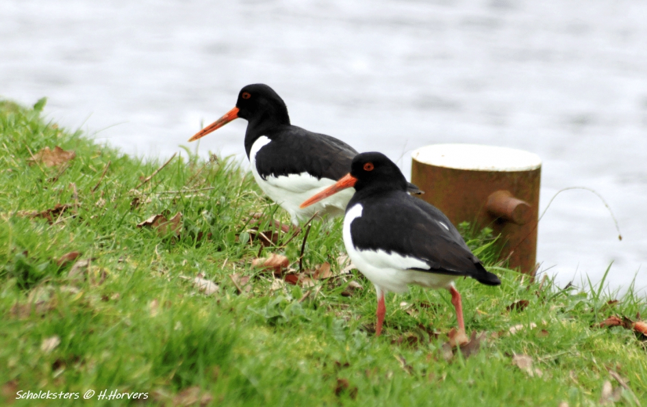 Scholeksters - Vogels - Scholeksters