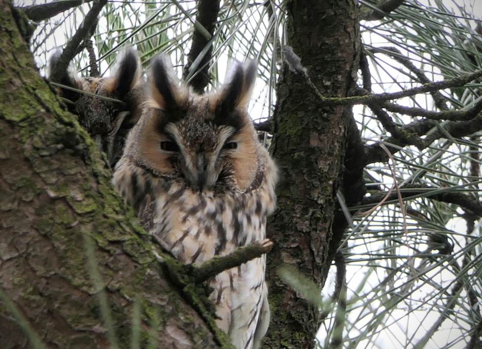 Schone slapers.. - Vogels - Ransuil