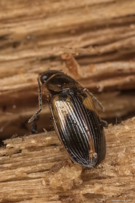 Schoudervlekstompkaak (Badister sodalis)