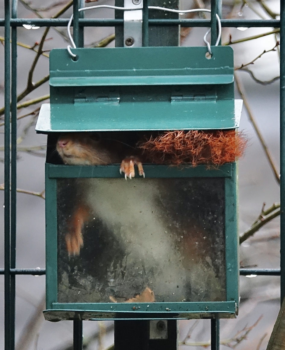 Schuilhut - Zoogdieren - Eekhoorn