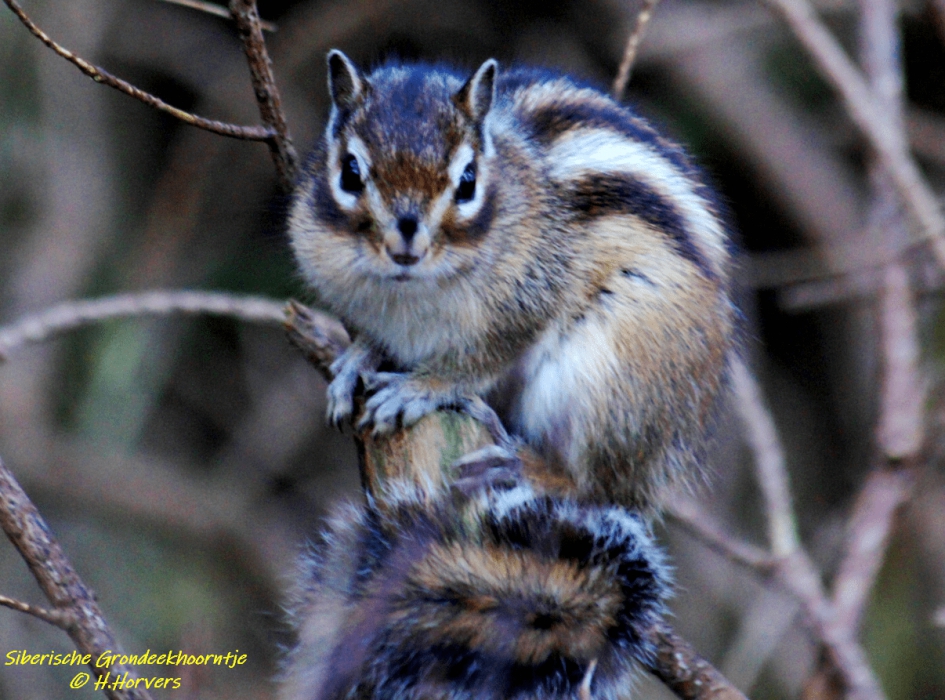 Siberische Grondeekhoorn - Zoogdieren - Siberische Grondeekhoorn