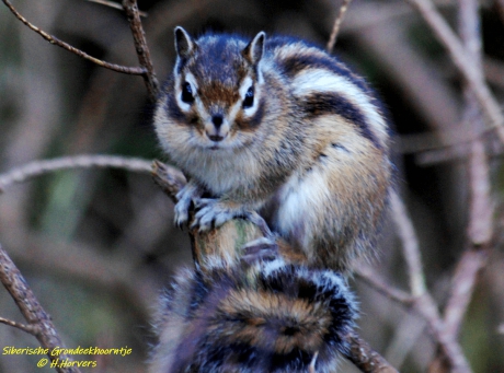 Siberische Grondeekhoorn