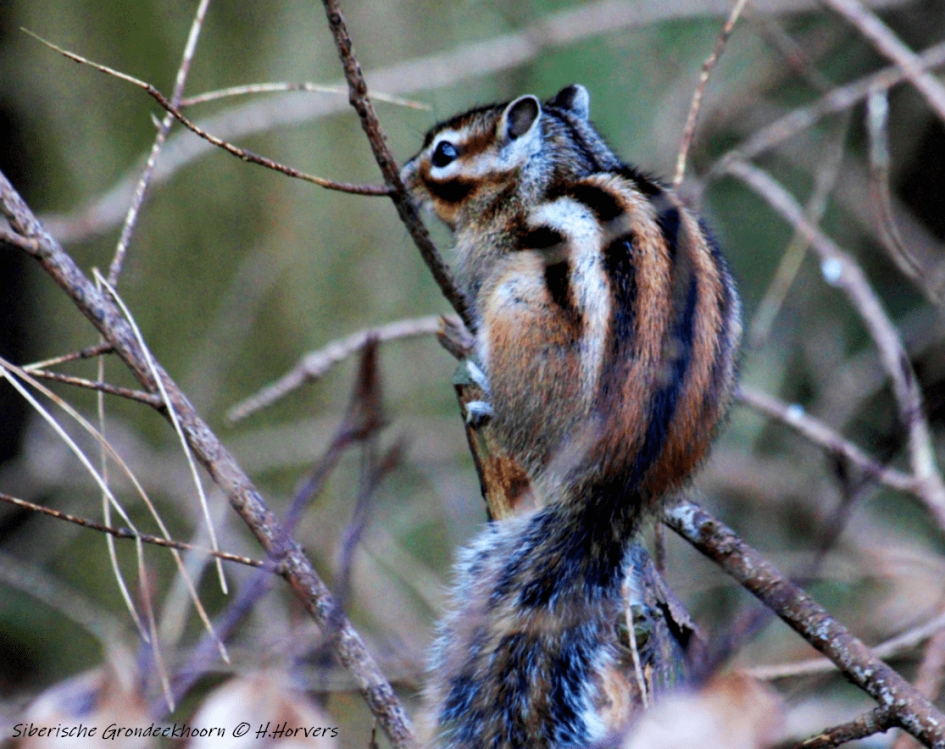 Siberische Grondeekhoorn. - Zoogdieren - Siberische Grondeekhoorn
