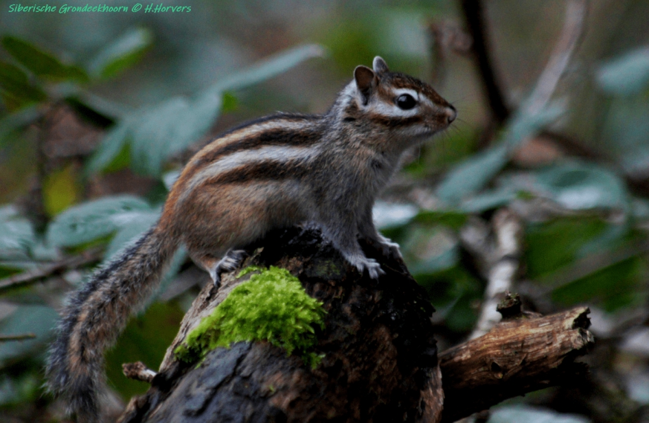 Siberische Grondeekhoorn - Zoogdieren - Siberische Grondeekhoorn