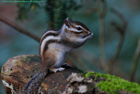 Siberische Grondeekhoorn.