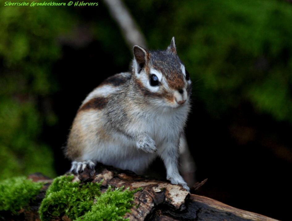 Siberische Grondeekhoorn. - Zoogdieren - Siberische Grondeekhoorn.