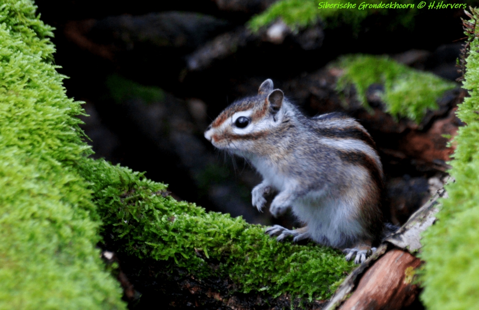 Siberische Grondeekhoorn. - Zoogdieren - Siberische Grondeekhoorn.