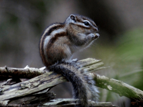 Siberische Grondeekhoorn