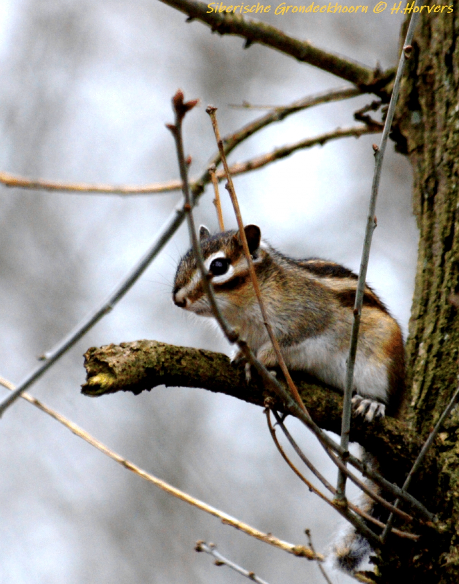 Siberische Grondeekhoorn - Zoogdieren - Siberische Grondeekhoorn
