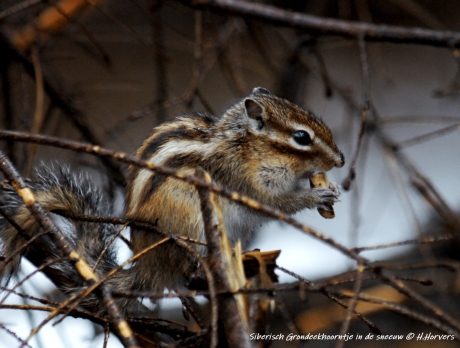 Siberische Grondeekhoorn