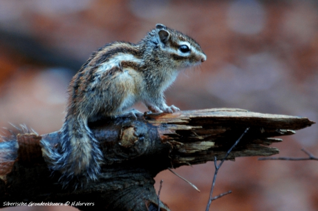 Siberische Grondeekhoorn