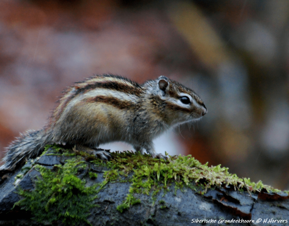 Siberische Grondeekhoorn - Zoogdieren - Siberische Grondeekhoorn