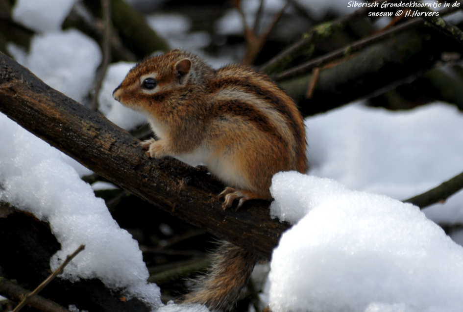 Siberische Grondeekhoorn in de sneeuw - Zoogdieren - Siberische Grondeekhoorn