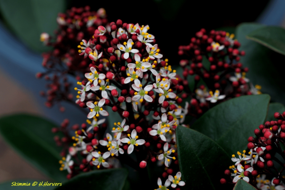 Skimmia - Planten - Skimmia