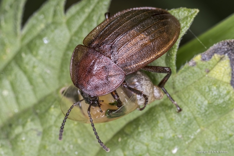 Slakkenaaskever (Phosphuga atrata)