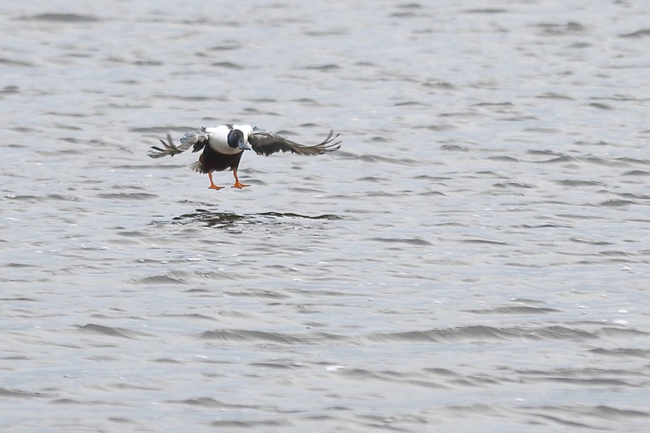 slobeend -m- - Vogels - slobeend