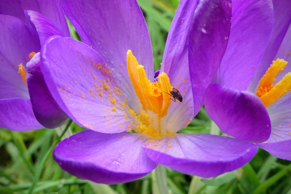 Smikkelaar - Planten - Krokus