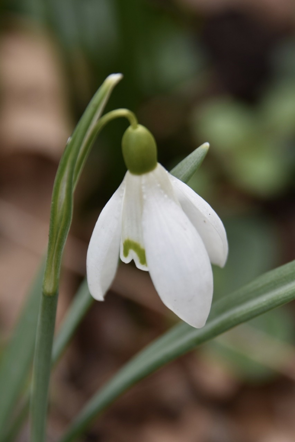 Sneeuwklokje - Planten - 