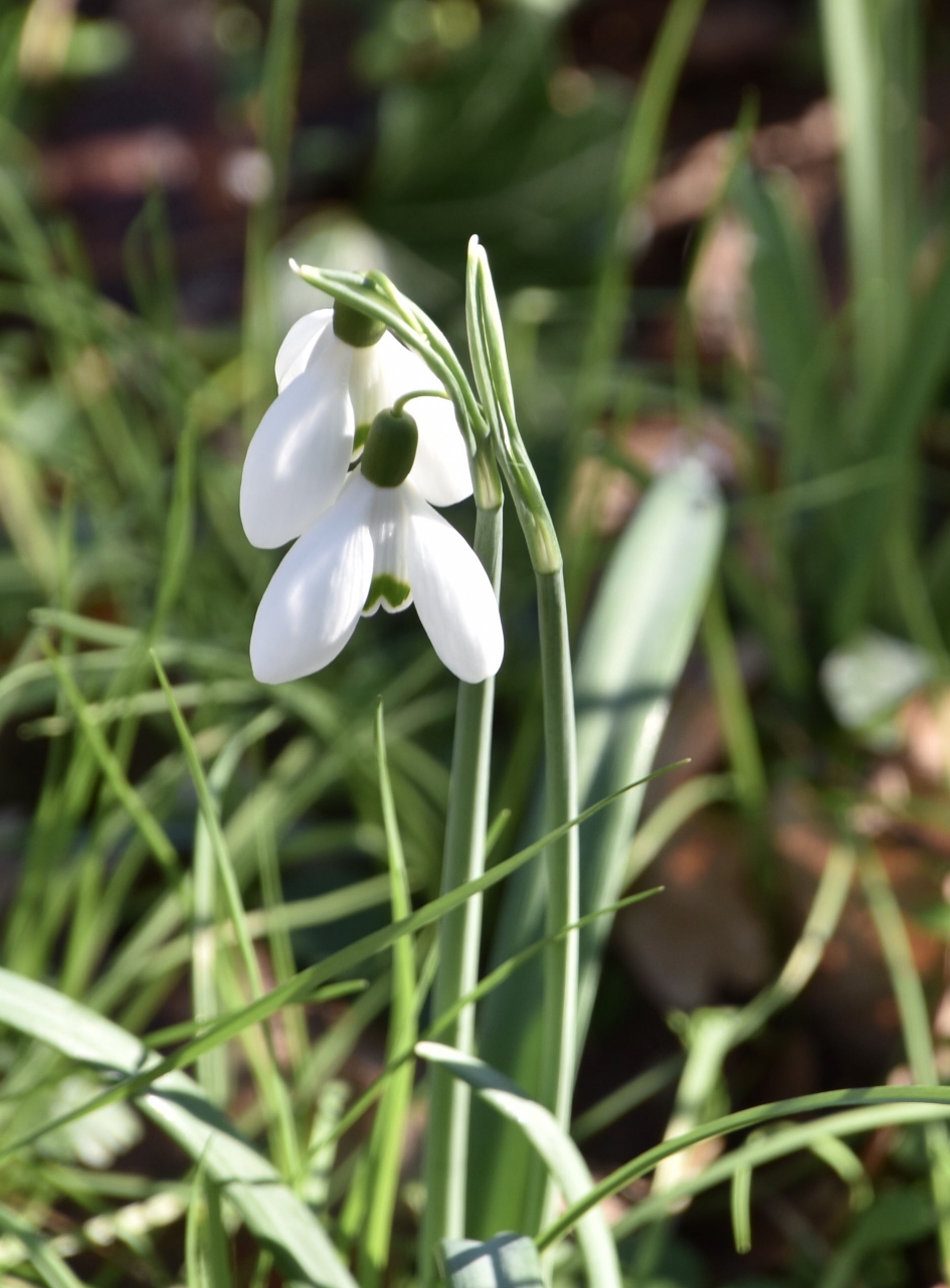 Sneeuwklokjes - Planten - 