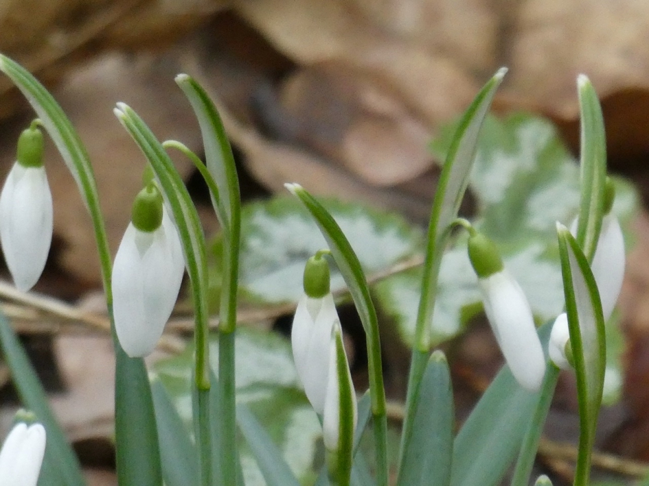 Sneeuwklokjes - Planten - 