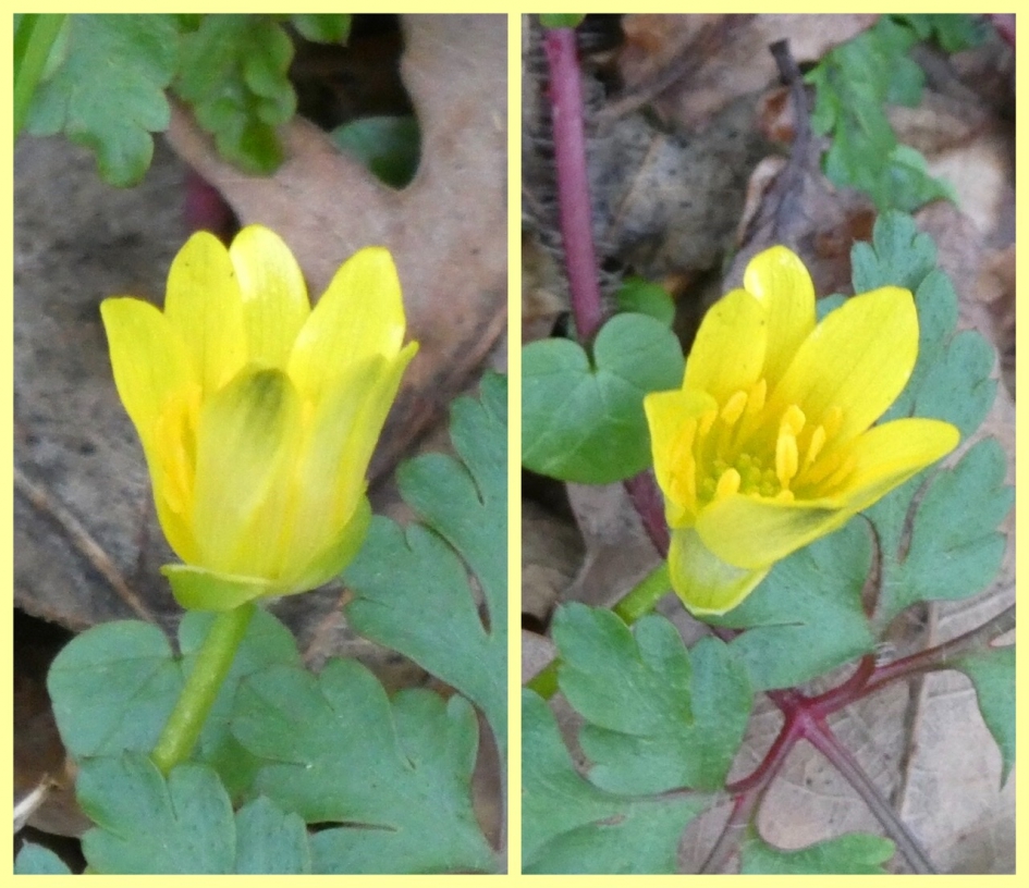 Speenkruid - Planten - 