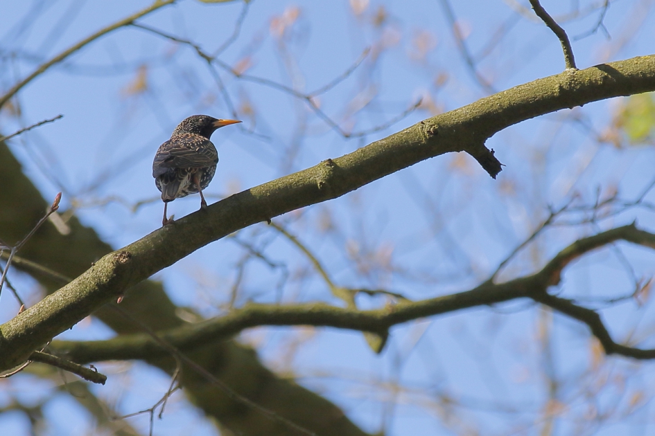 spreeuw - Vogels - spreeuw