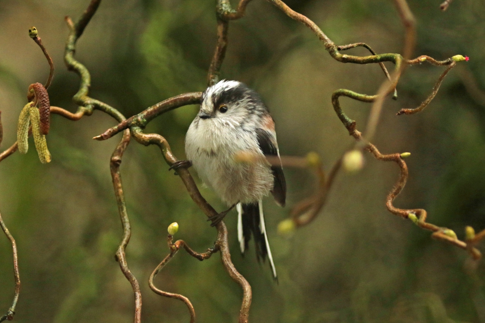 Staartmees - Vogels - 
