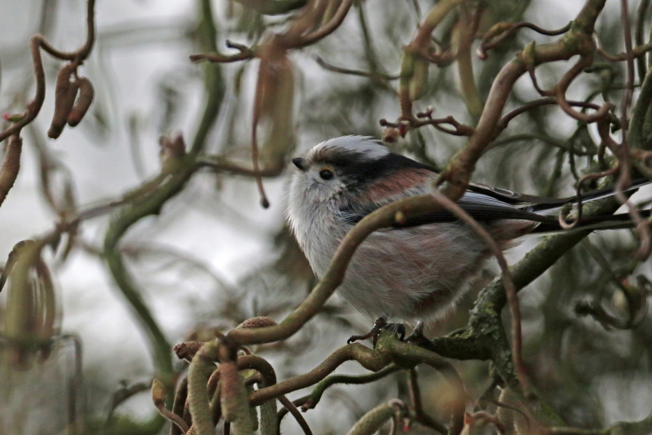 Staartmees - Vogels - 