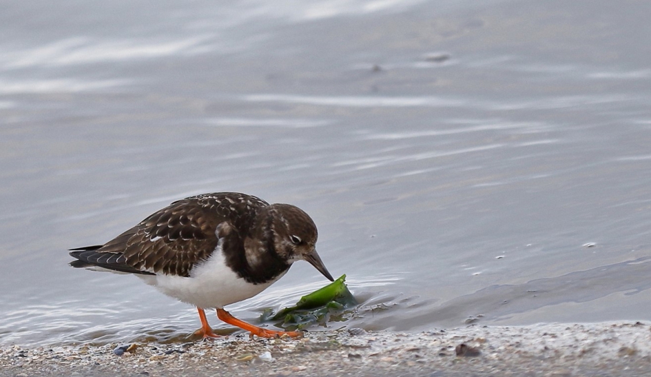 steenloper - Vogels - steenloper