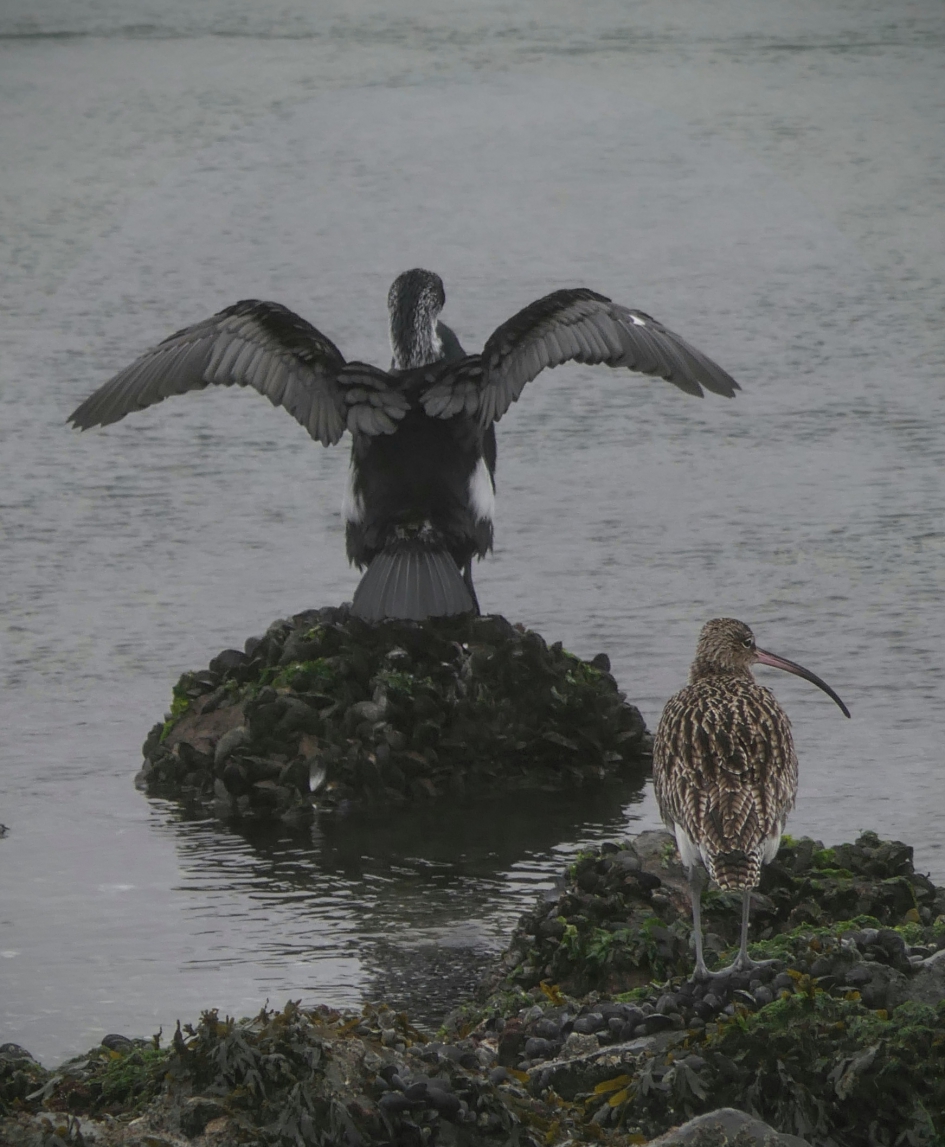 Stiltemoment. - Vogels - Aalscholver