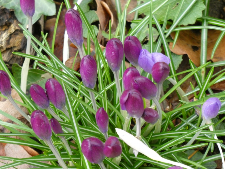 Te nat, koud en te veel wind - Planten - 