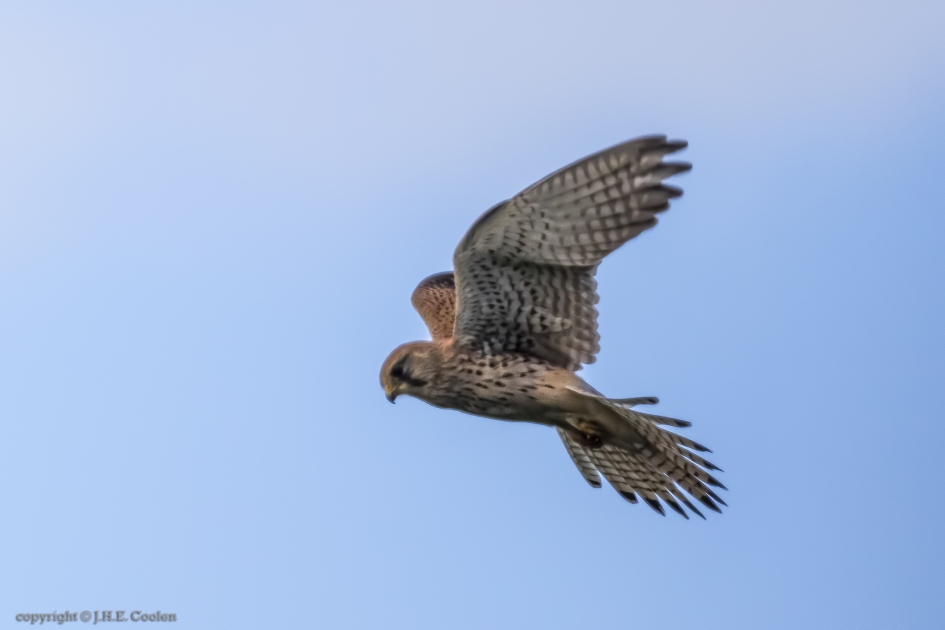 Torenvalk (Falco tinnunculus) - Vogels - Torenvalk