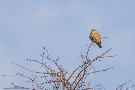 Torenvalk (Falco tinnunculus)