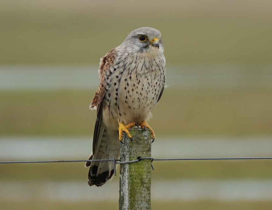Spiedend naar muizen in de Bantpolder - Vogels - Torenvalk