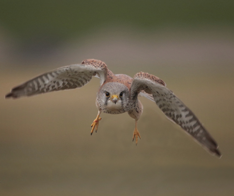 Torenvalk man kwam wel heel dichtbij - Vogels - Torenvalk