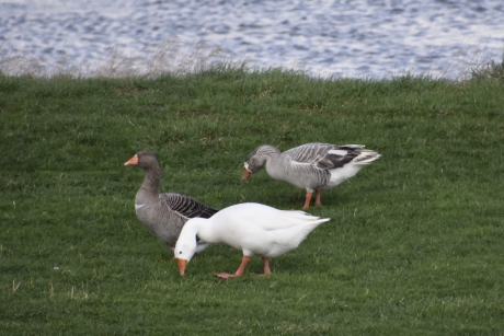 Trio