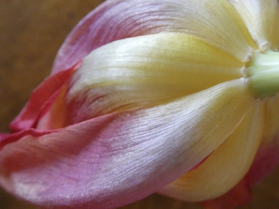 Tulp - Planten - 