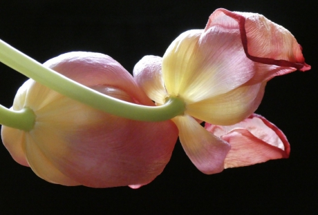 Tulpen