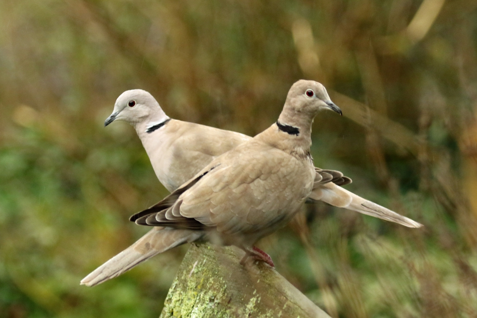 Turkse tortels - Vogels - 