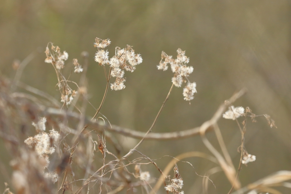 uitgebloeid - Planten - 
